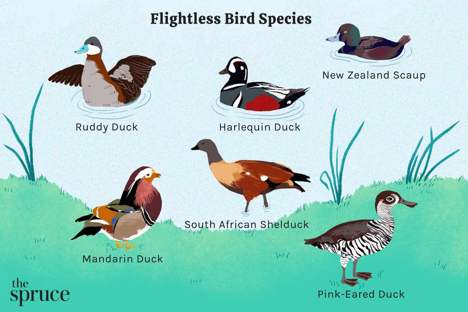 Aves no voladoras: Lista de especies en el mundo