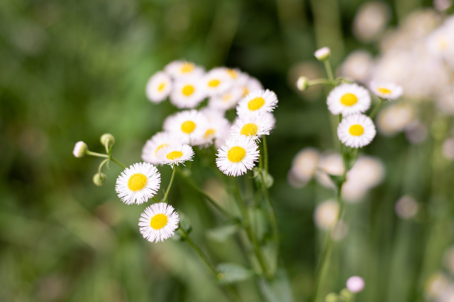 Mexican fleabane with small white flowers with yellow centers and buds on stems