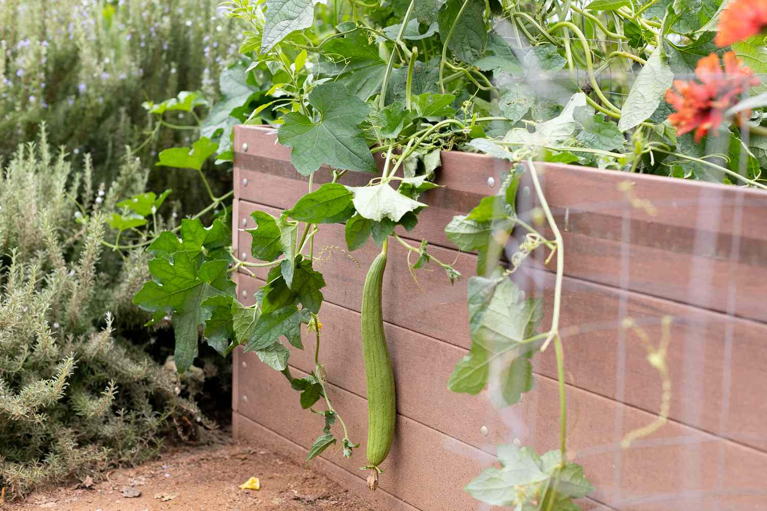 Luffa-Pflanze mit Kürbis an einer Ranke, die über einem erhöhten Gartenkasten hängt
