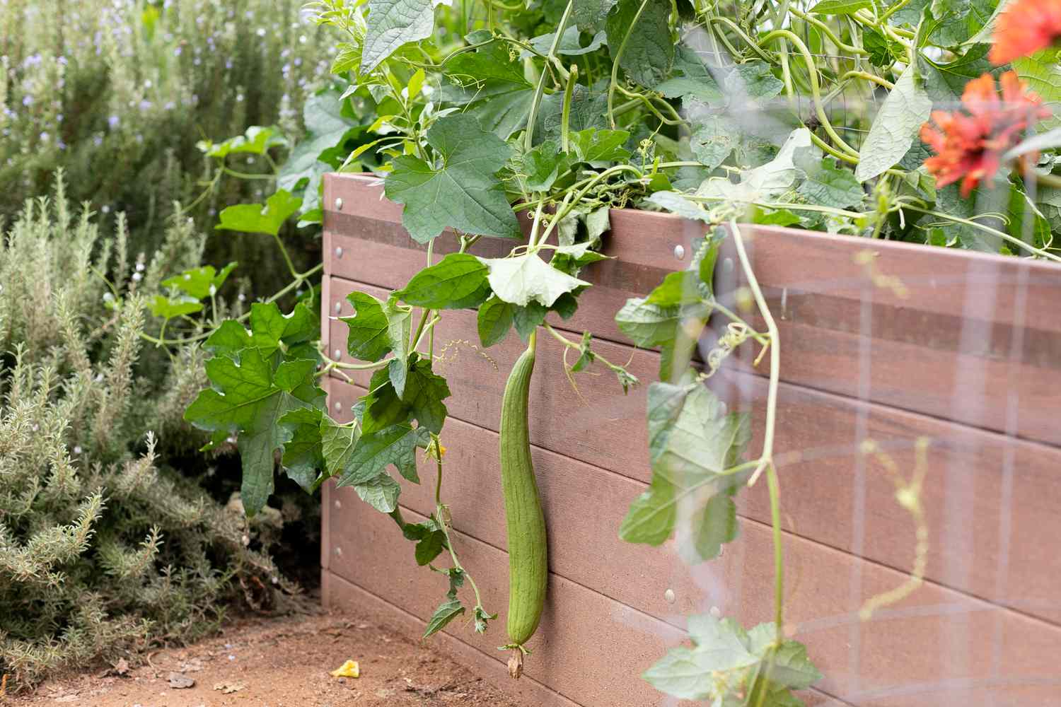 Calabaza de planta Luffa en enredadera colgando sobre jardinera elevada