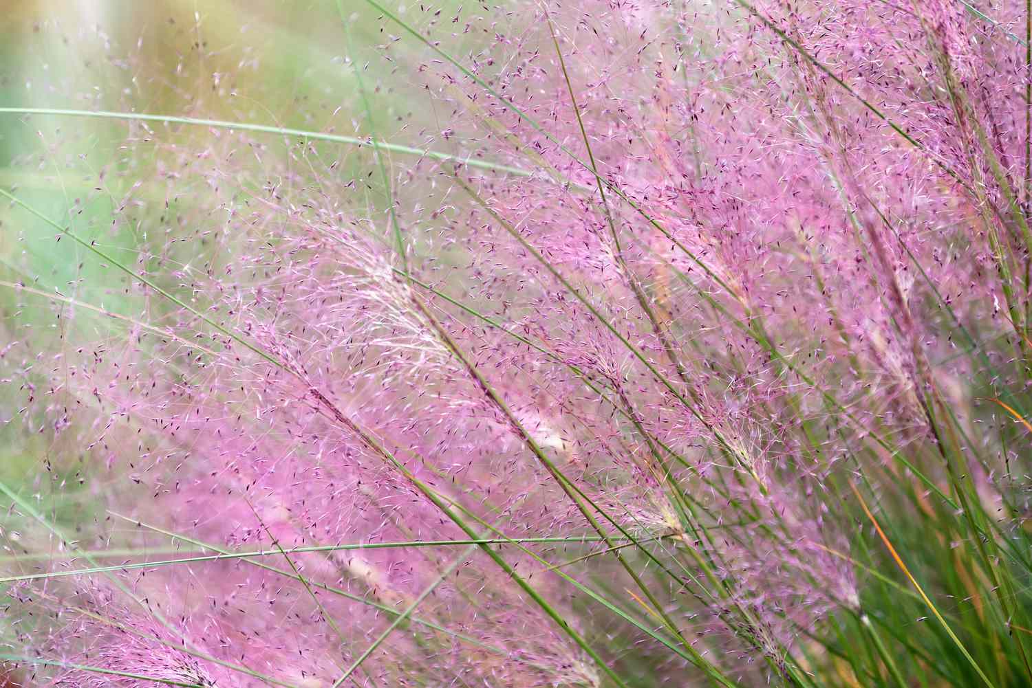 Pink muhly grass with soft and fuzzy flower plumes
