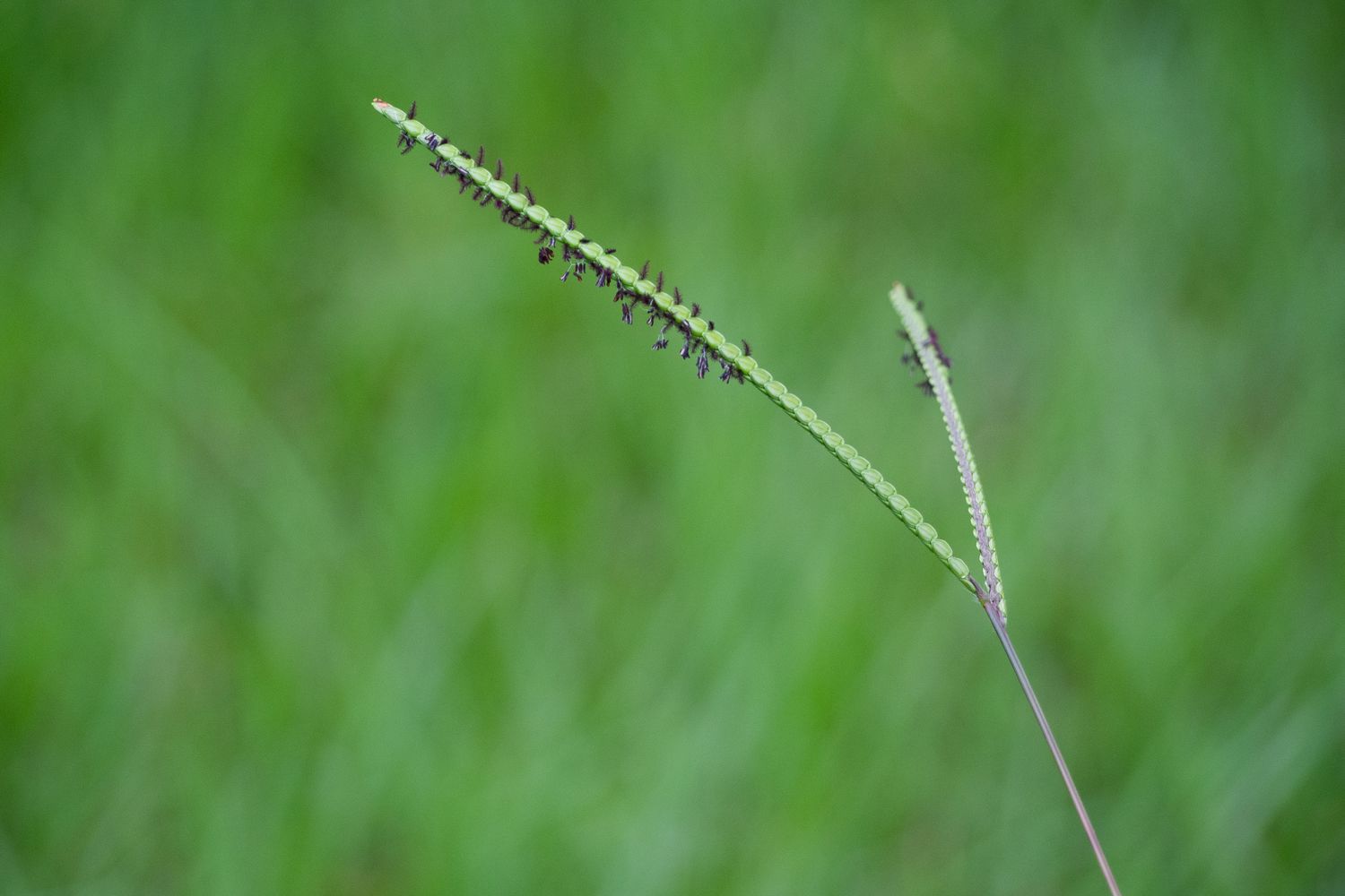 Bahia grass seed head in a v-shape closeup