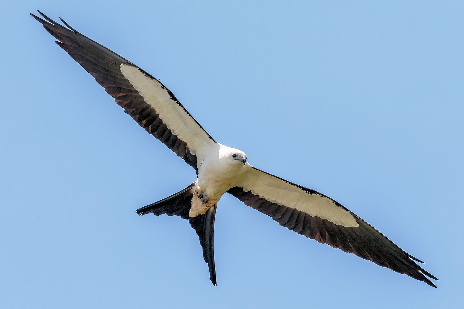 Swallow-Tailed Kite