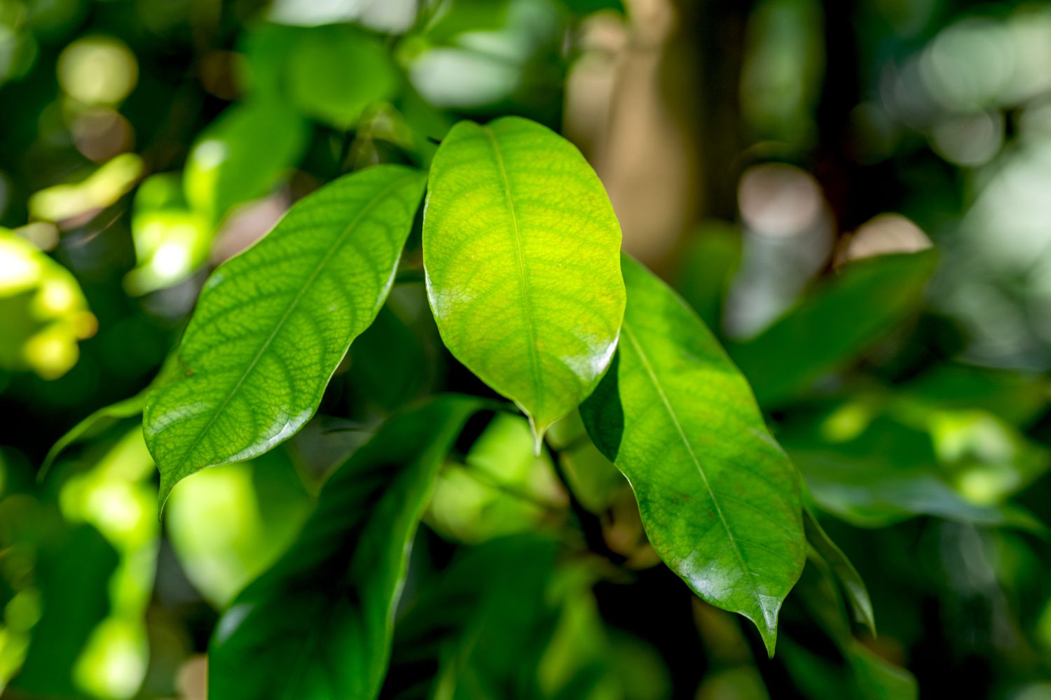 Primer plano de las hojas de un árbol de nuez moscada