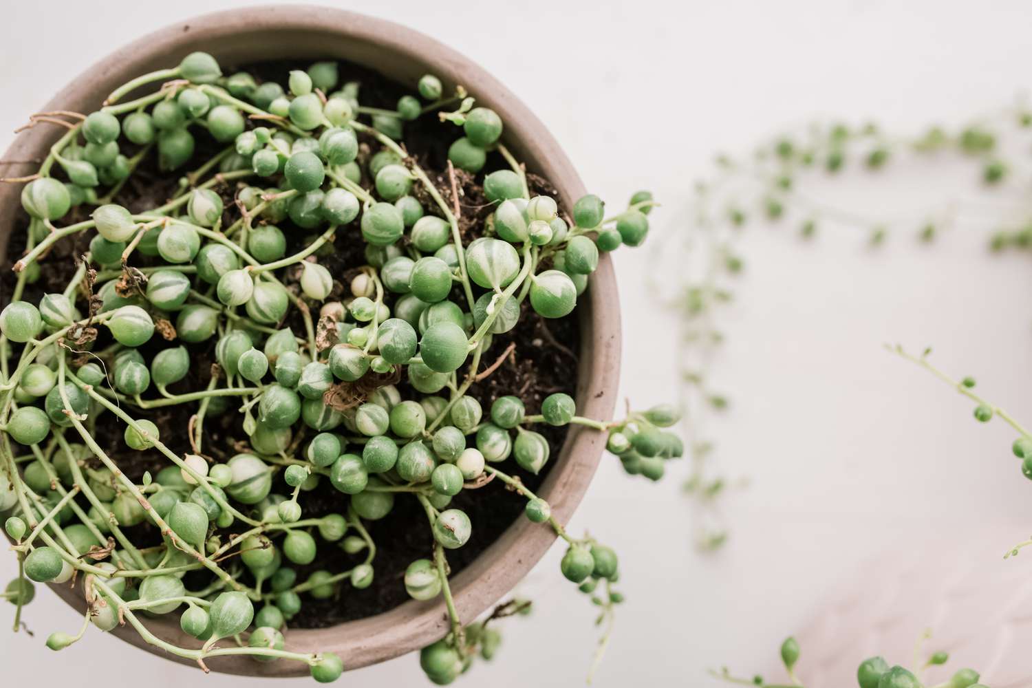 closeup of string of pearls