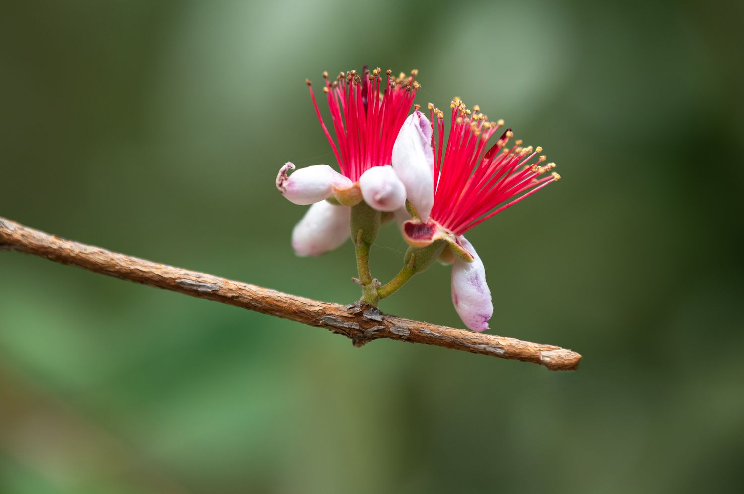 Ananas-Guavenfruchtbaumzweig mit kleiner weißer Blüte und leuchtend roten Staubgefäßen