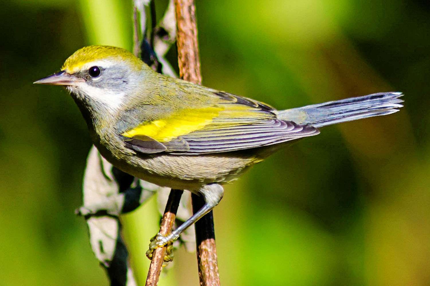 Curruca carrasqueña hembra