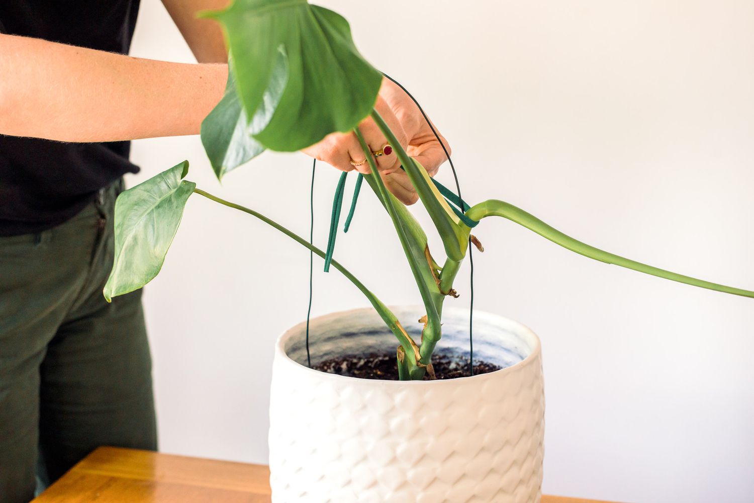 Boucle de fil insérée dans le pot et attachée avec du nylon extensible à la plante d'intérieur