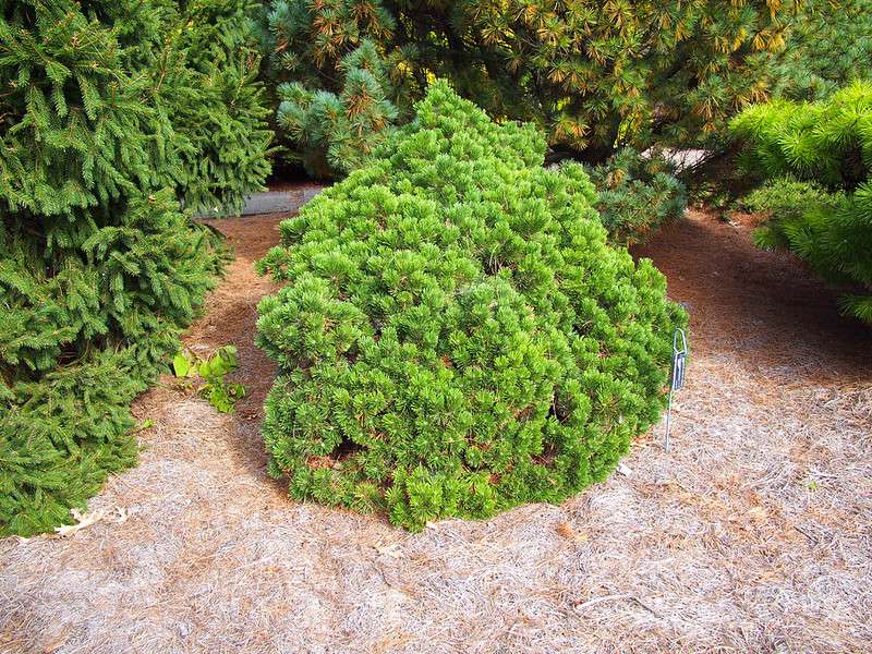 Sherwood Compact Mugo Pine