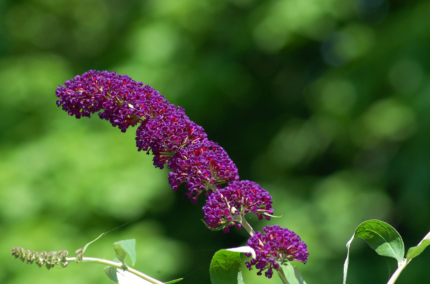Butterfly bush with dark purple flower spike in sunlight