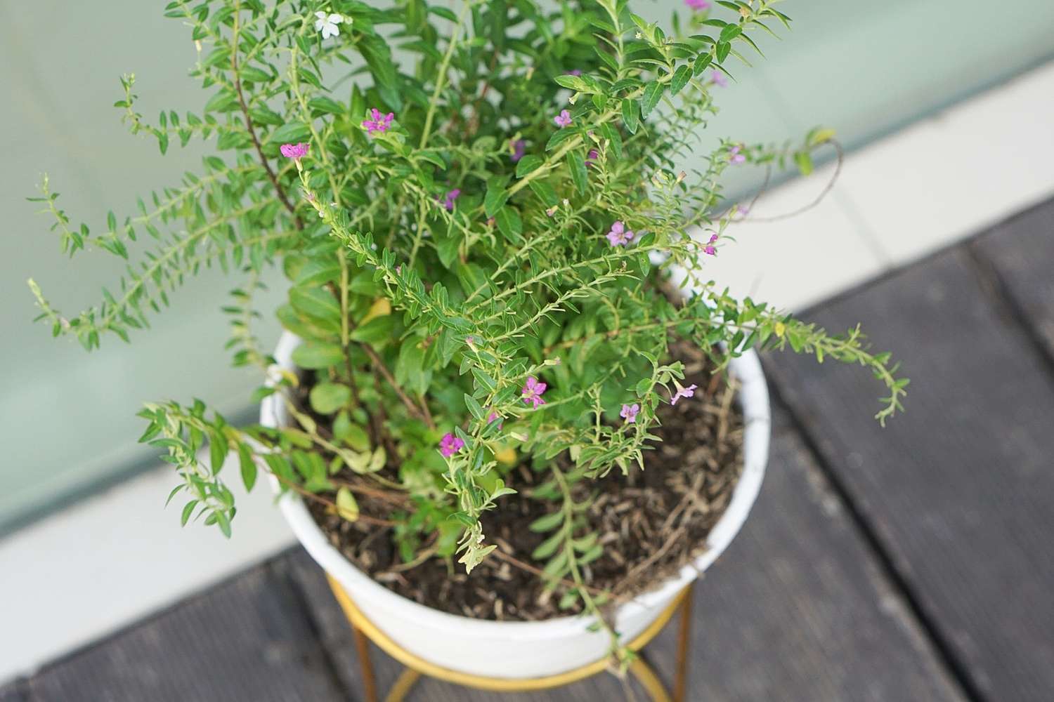 Mexikanische Heidekraut-Topfpflanze mit kleinen rosa und weißen Blüten