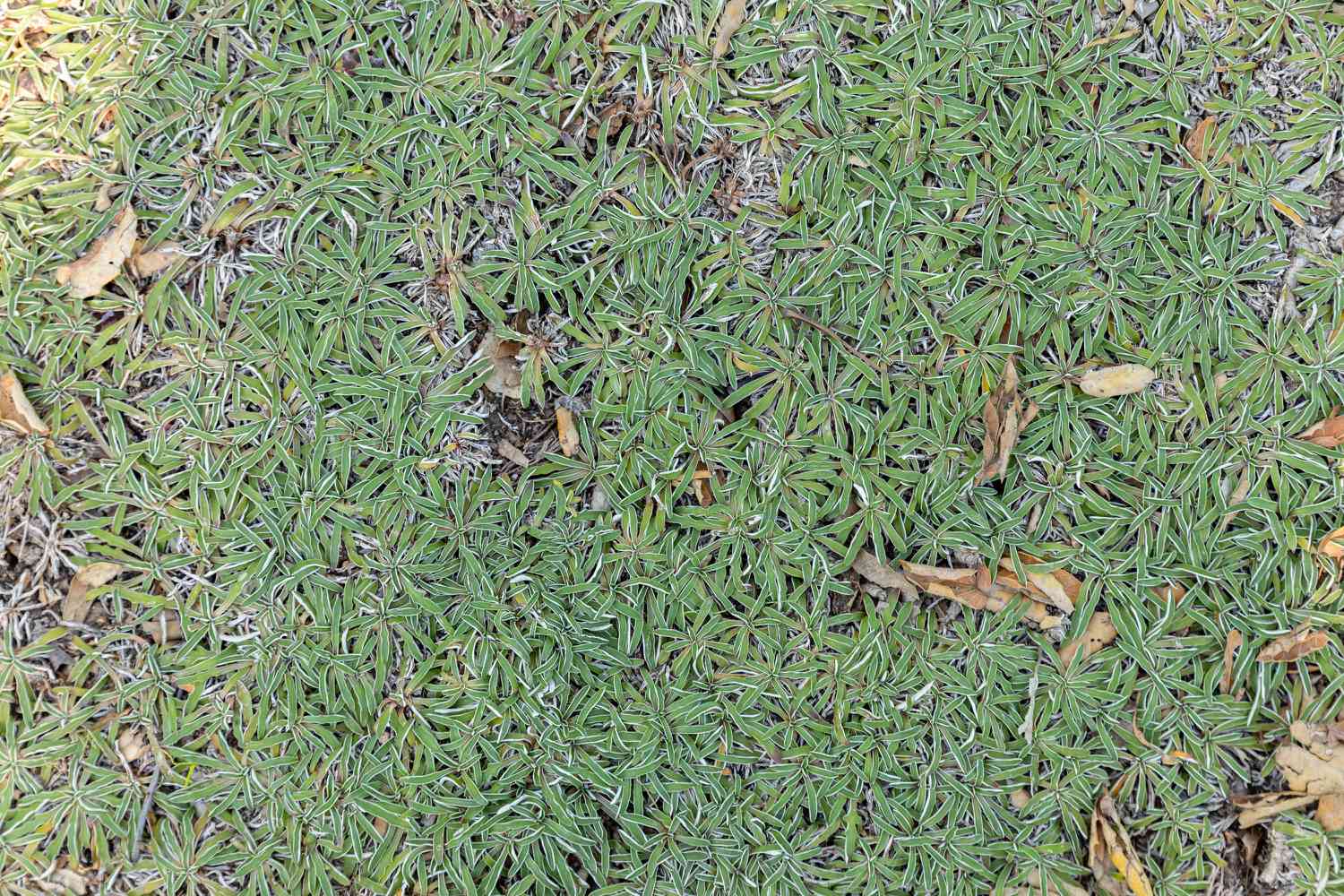 Dymondia plante couvre-sol en grappe avec de fines feuilles vertes et blanches