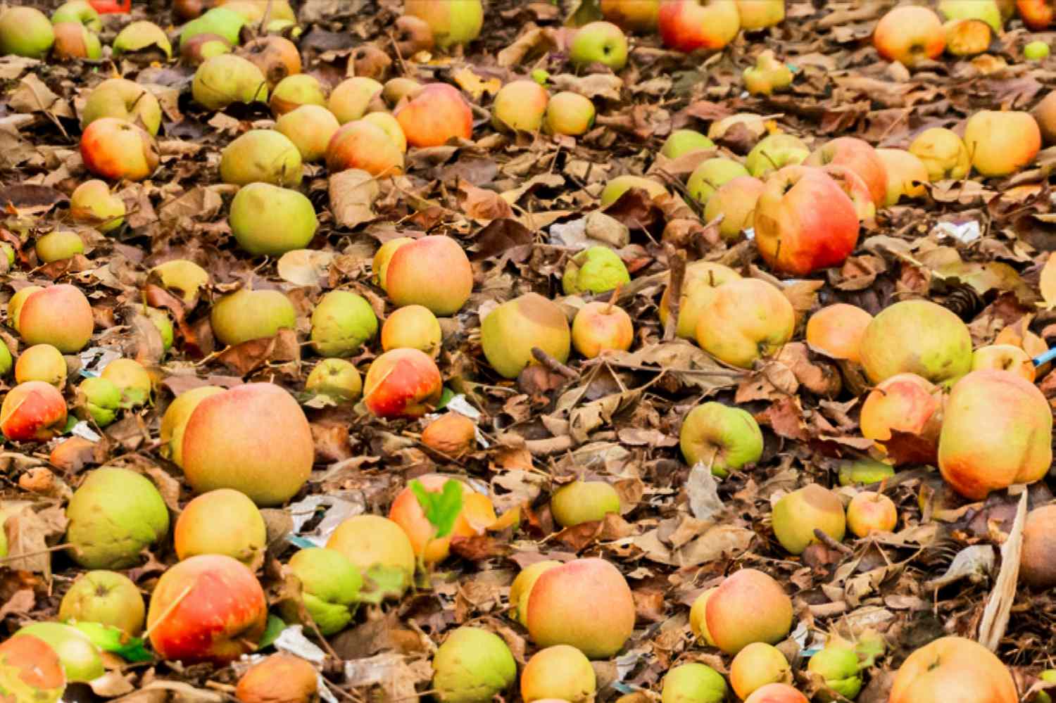 caída de fruta de un árbol