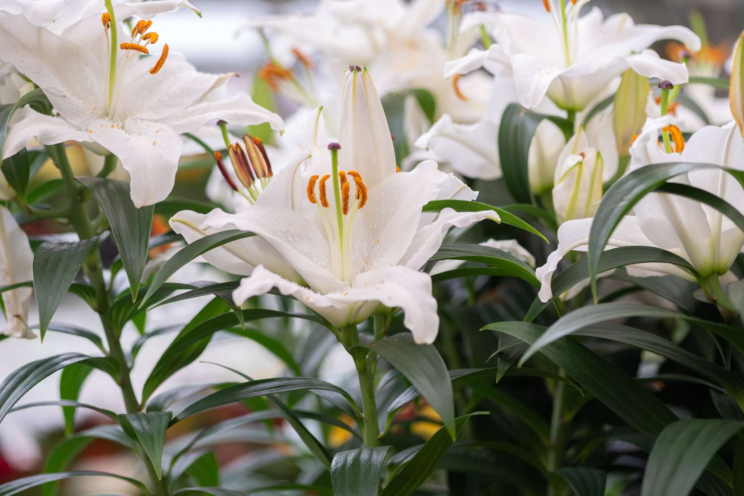 Casa Blanca-Lilie mit großen weißen Blüten mit langen Staubgefäßen in der Mitte