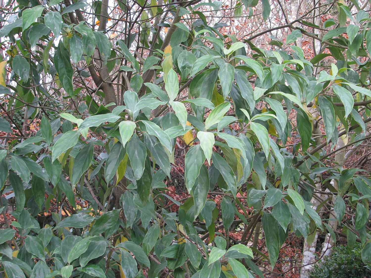 Röhrenblume Viburnum