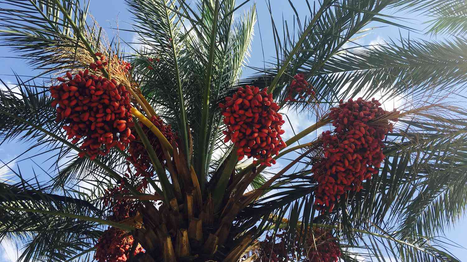 Clusters of fruit on date palm tree