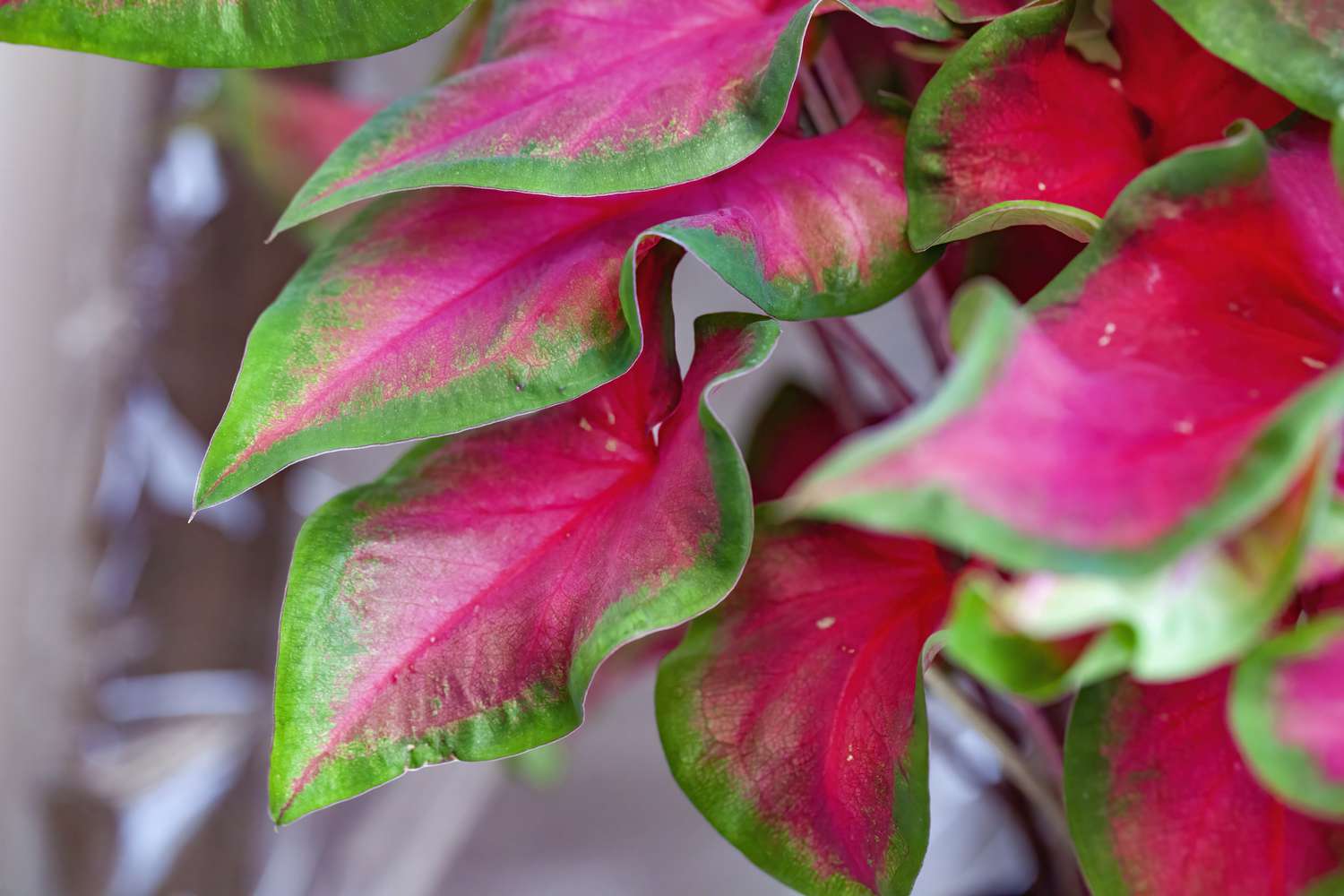 Caladium party punch