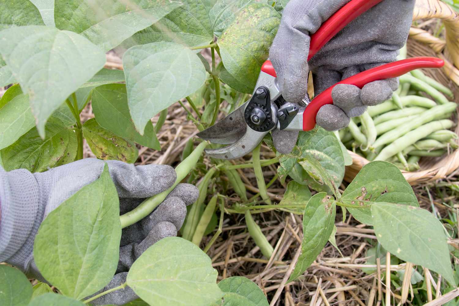 Herbstgrüne Bohnenpflanze mit Schoten, die mit einer Schere entfernt werden