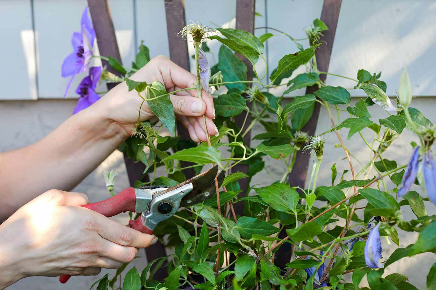 Clematis vine being cut back with hand pruners on late blooming stems