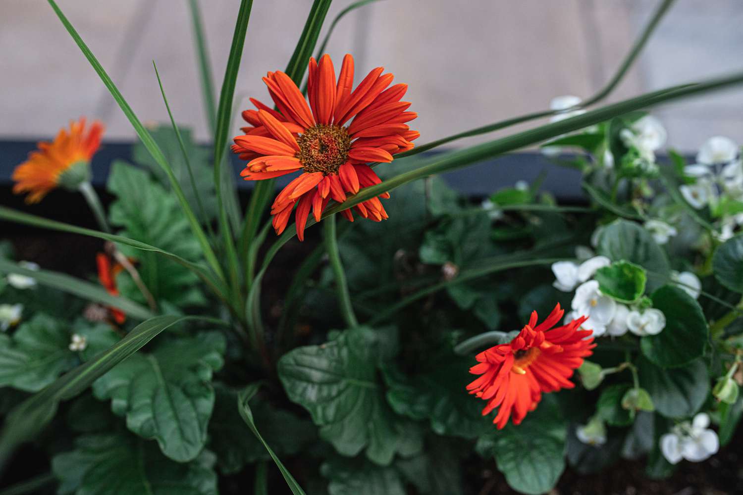 Orangefarbene Gänseblümchen auf langen Stielen neben Blattspreiten und großen dicken Blättern darunter