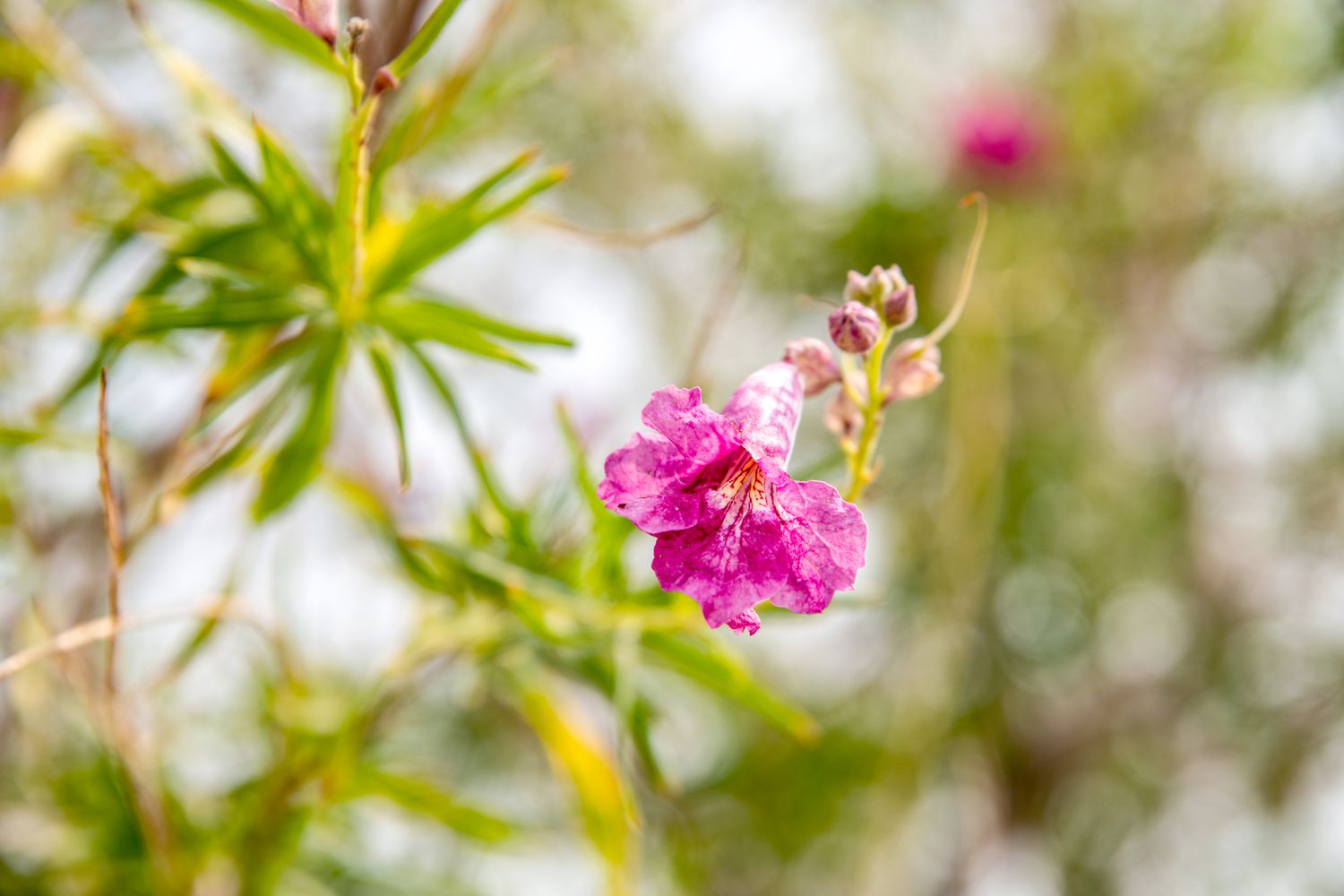 Wüstenweidenstamm mit kleiner rosa Blüte und Knospen in Nahaufnahme
