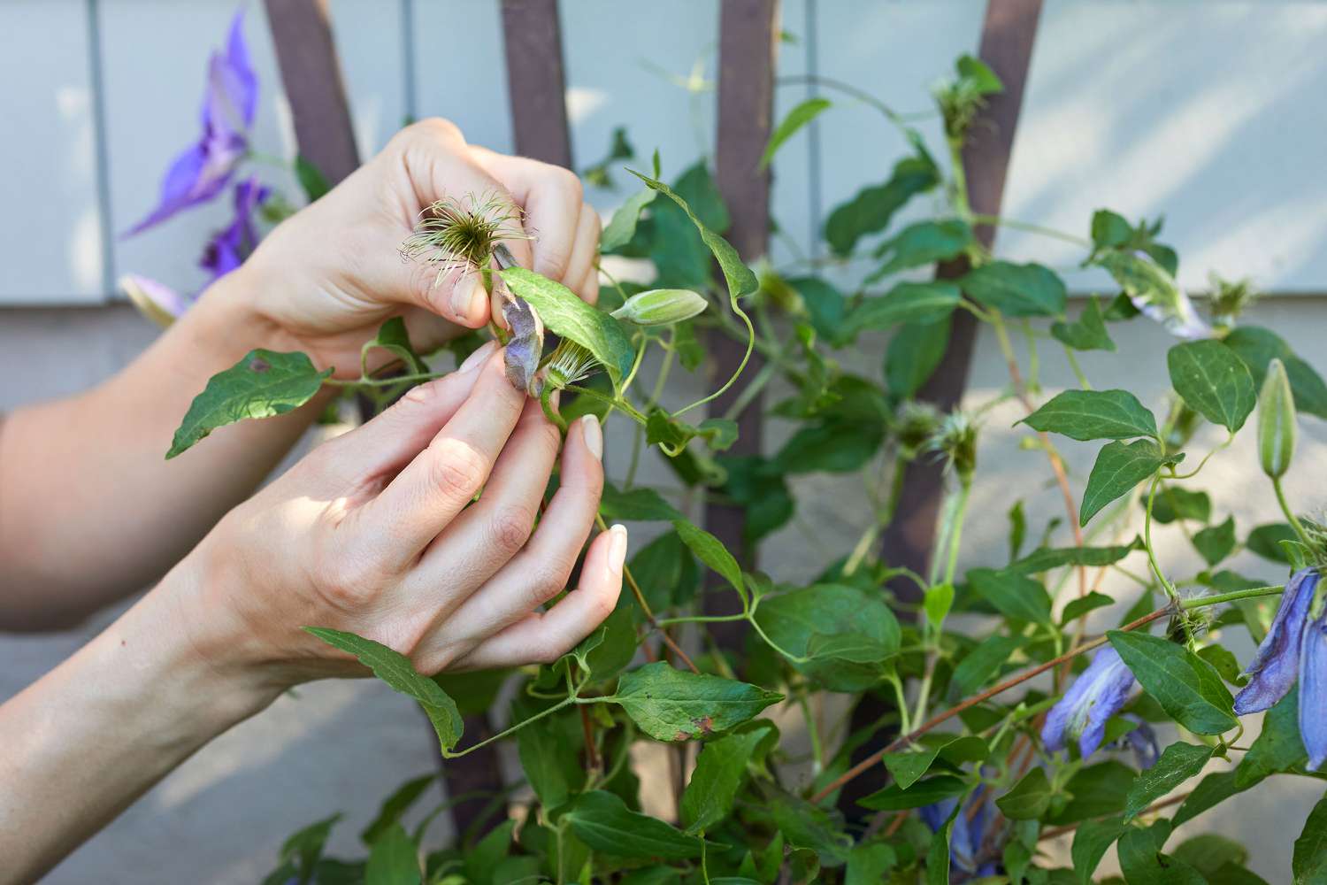 Clematis vine being deadheaded by hand