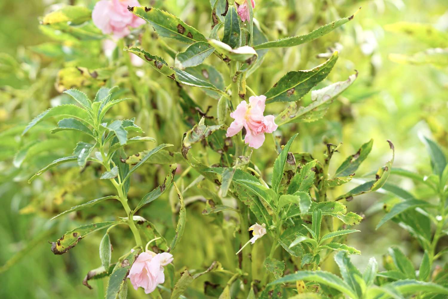 pest damage on balsam flowers