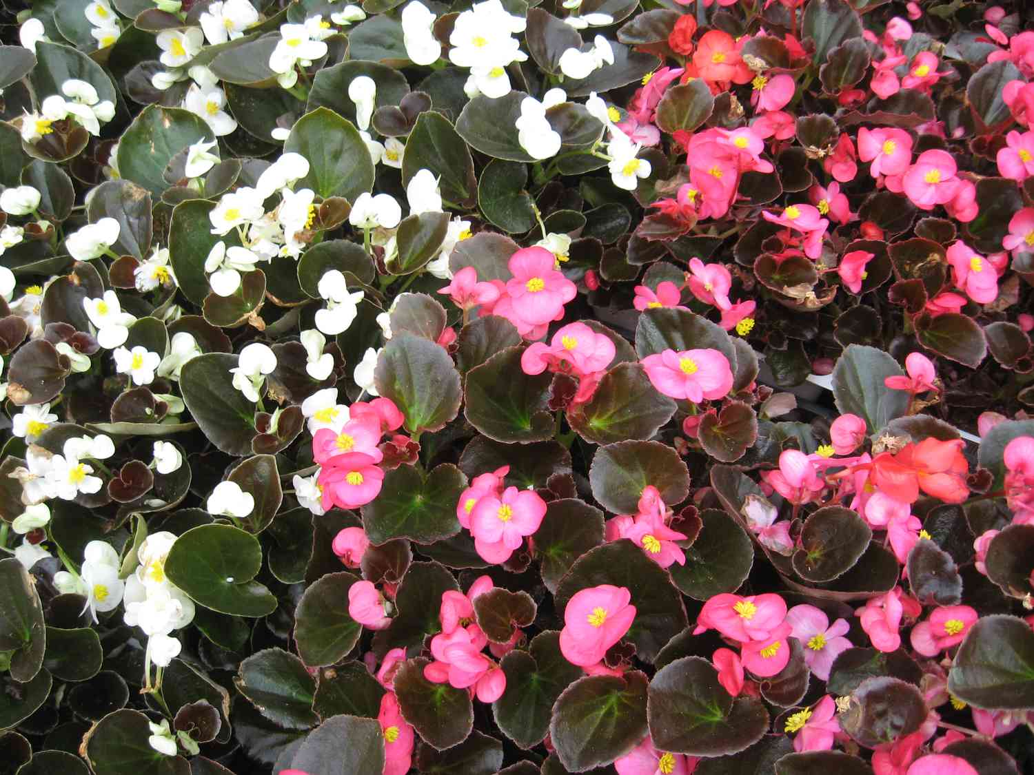 Decenas de begonias de cera de hoja de bronce blancas y rosas unas junto a otras.