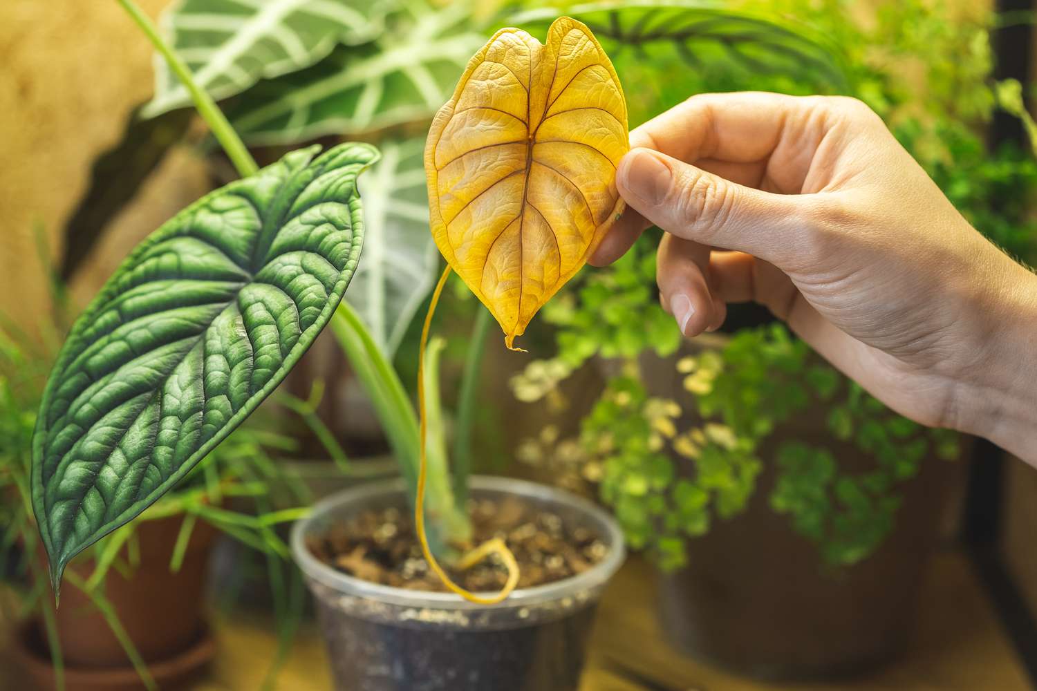 Eine Alocasia-Drachenschuppe in einem durchsichtigen Plastiktopf mit einem gelben Blatt, das von einer Hand gehalten wird.