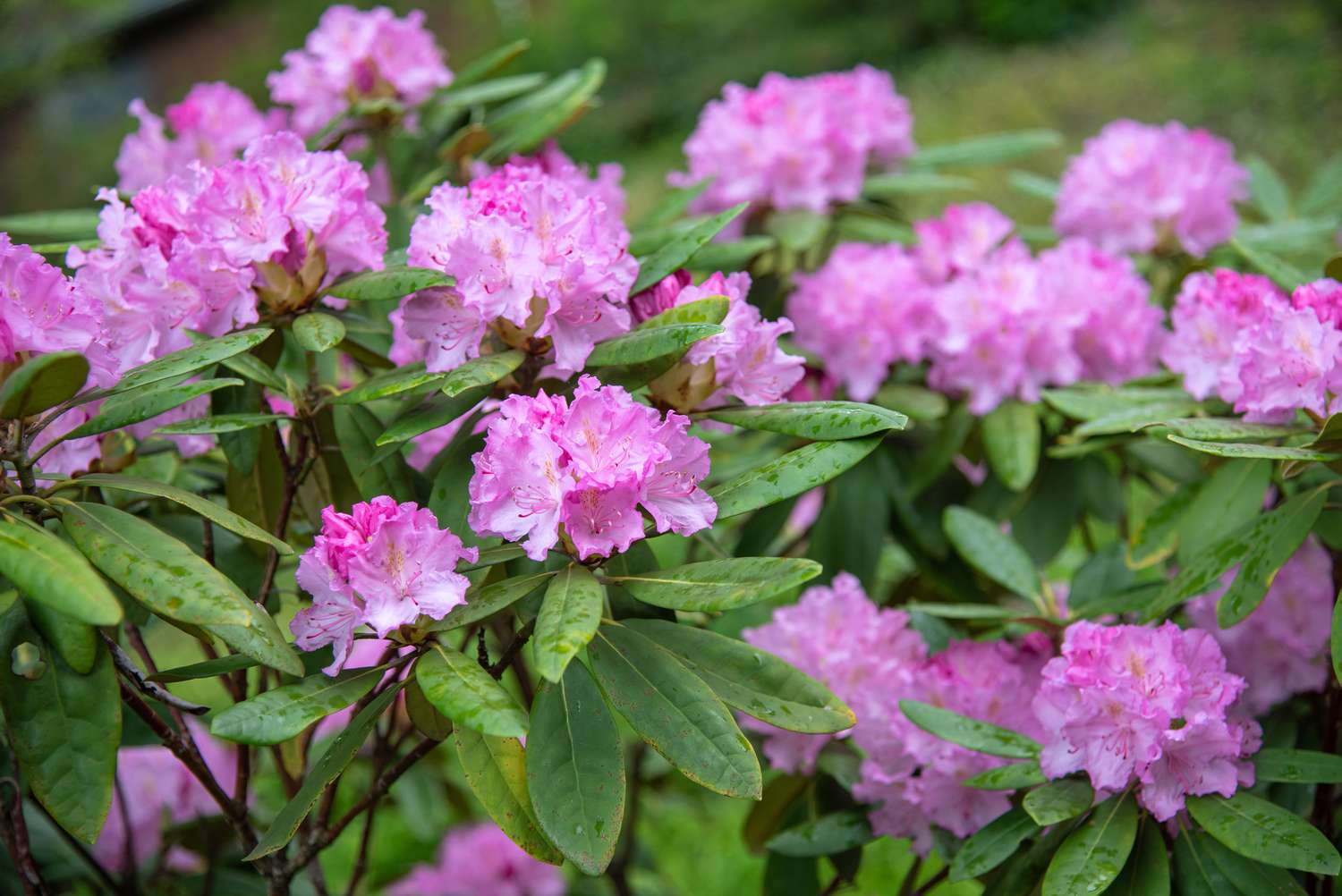 Plante de rhododendron aux fleurs roses et aux longues feuilles ovales