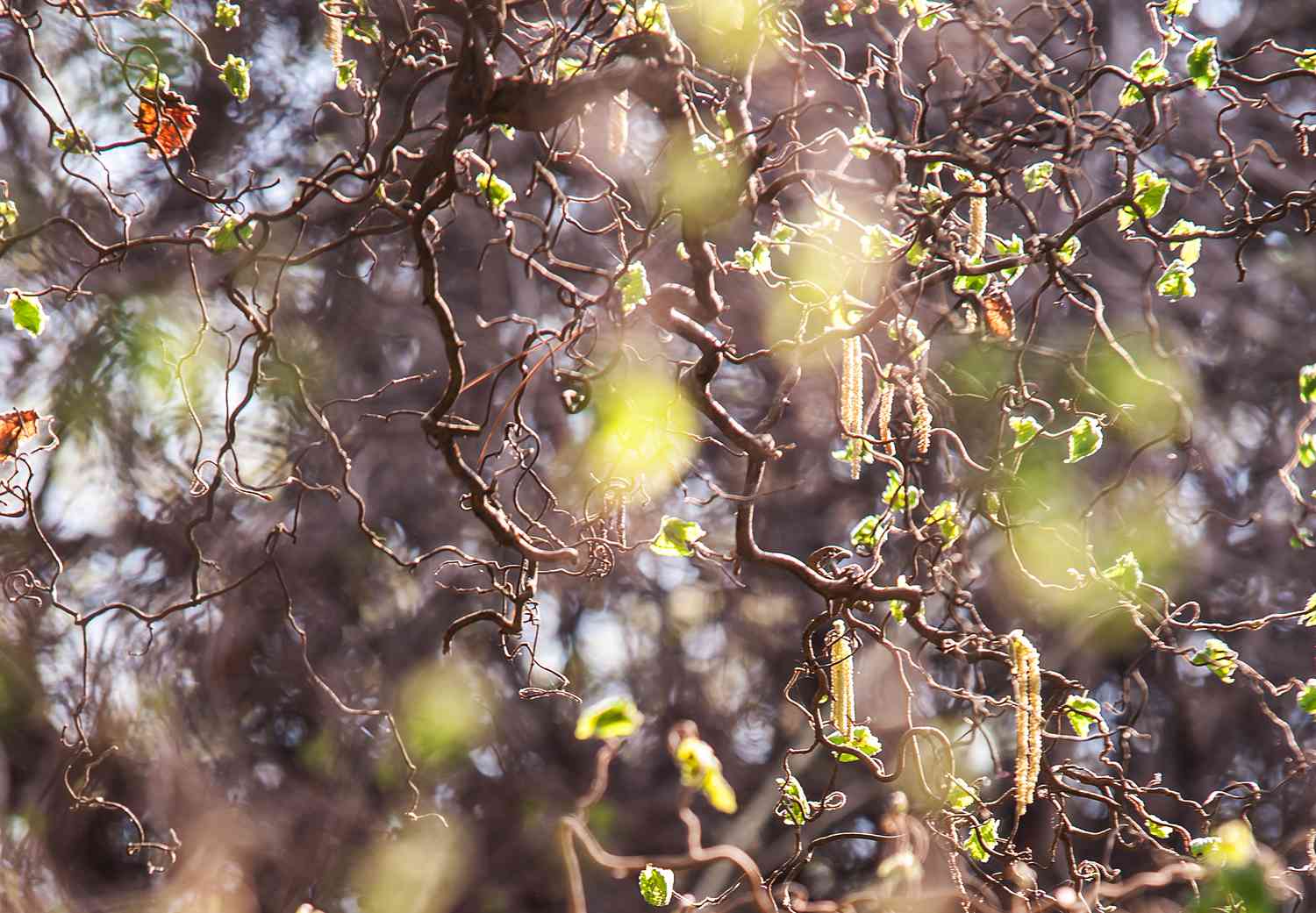 Harry lauder's walking stick with stems twisted in sunlight