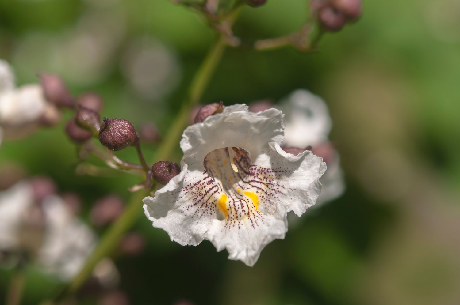 closeup de uma flor de catalpa do norte