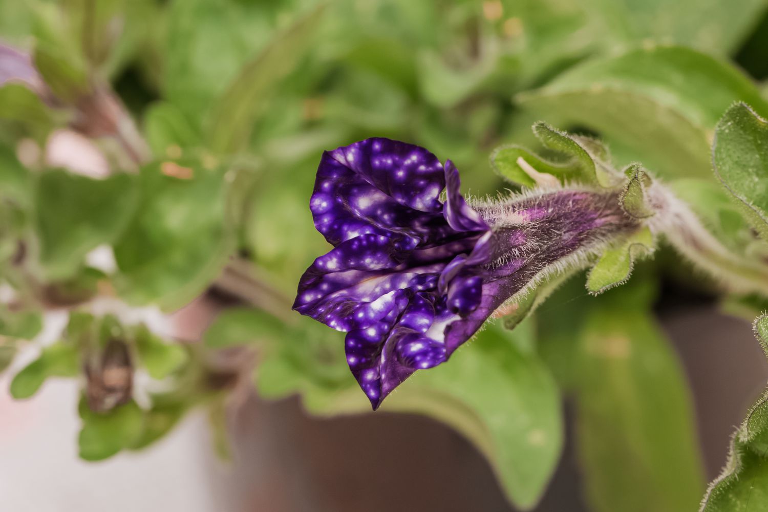 new galaxy petunia growth