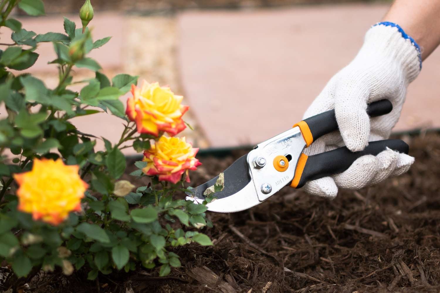 Mit der Gartenschere abgeschnittene Pilzblätter am Rosenstrauch