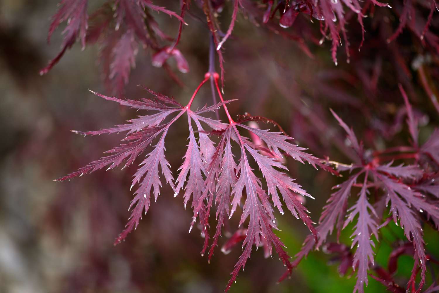 Galho de bordo japonês dragão vermelho com folhas vermelhas emplumadas e profundamente cortadas