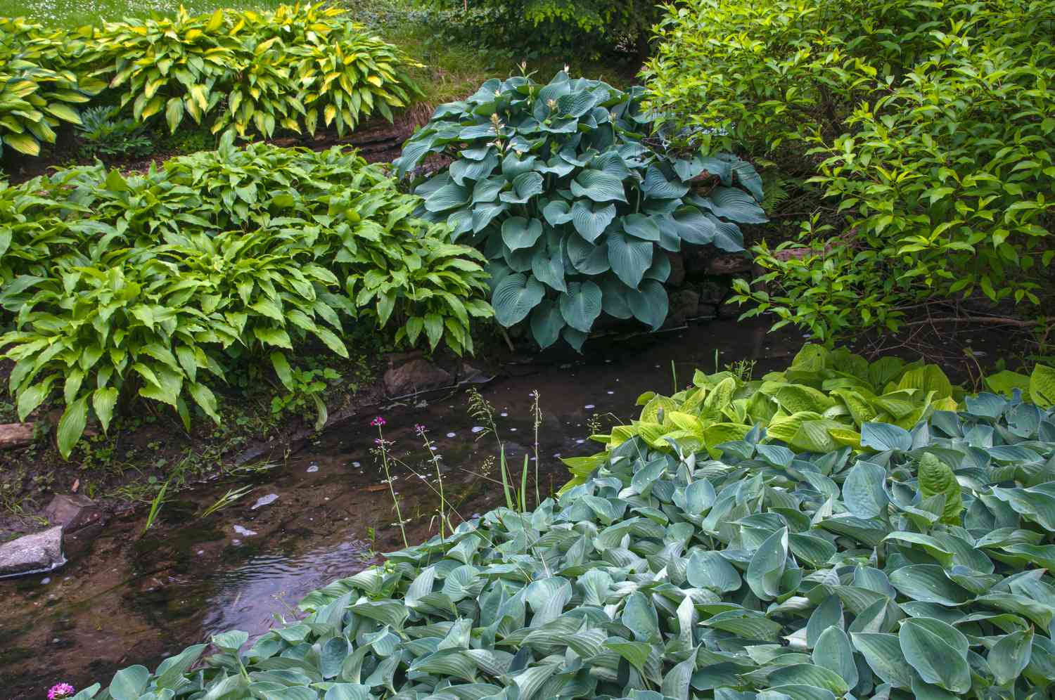 Sorten von bunten Hosta-Pflanzen im Garten