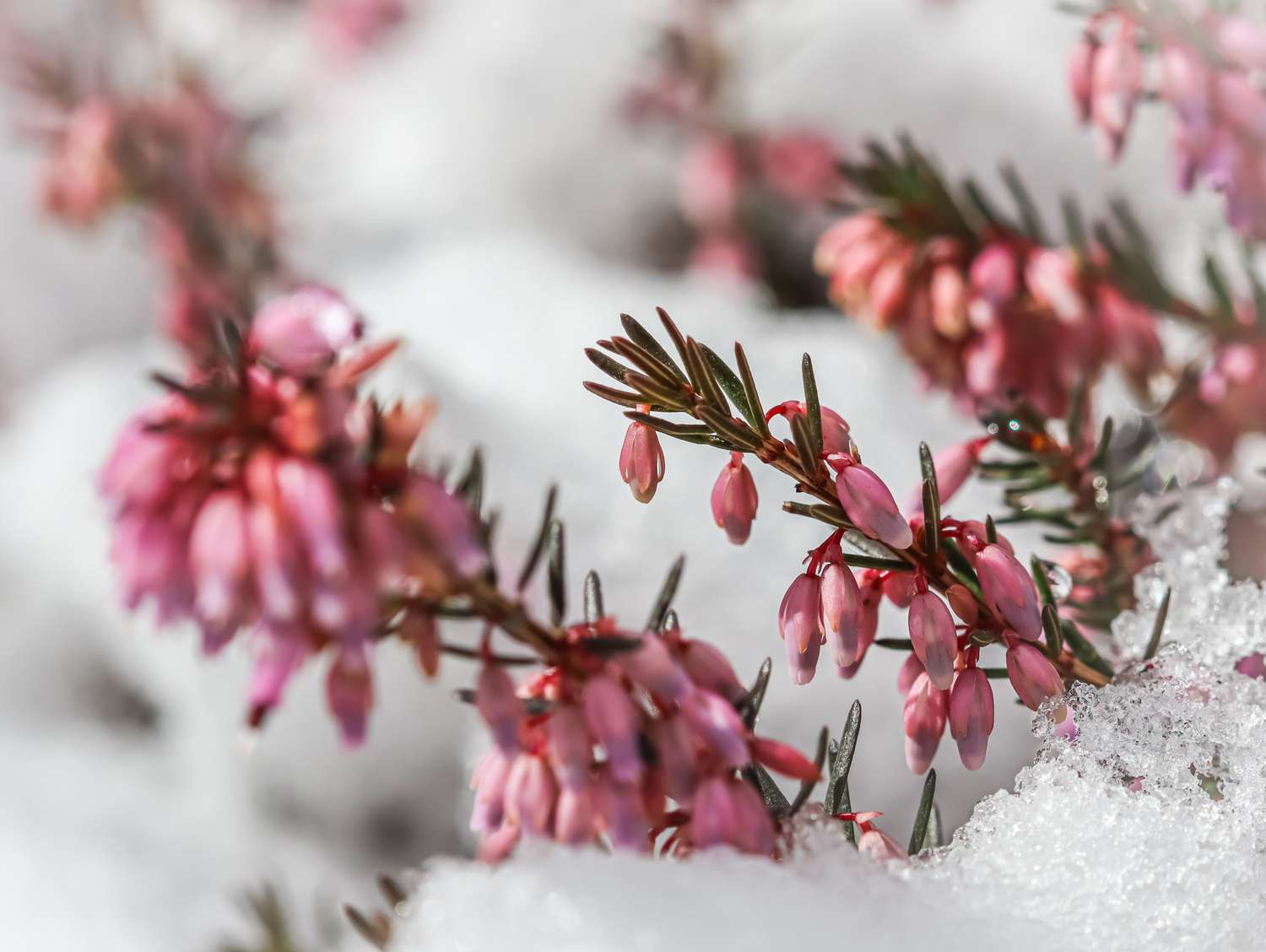 Winterheide mit rosa Blüten im Schnee