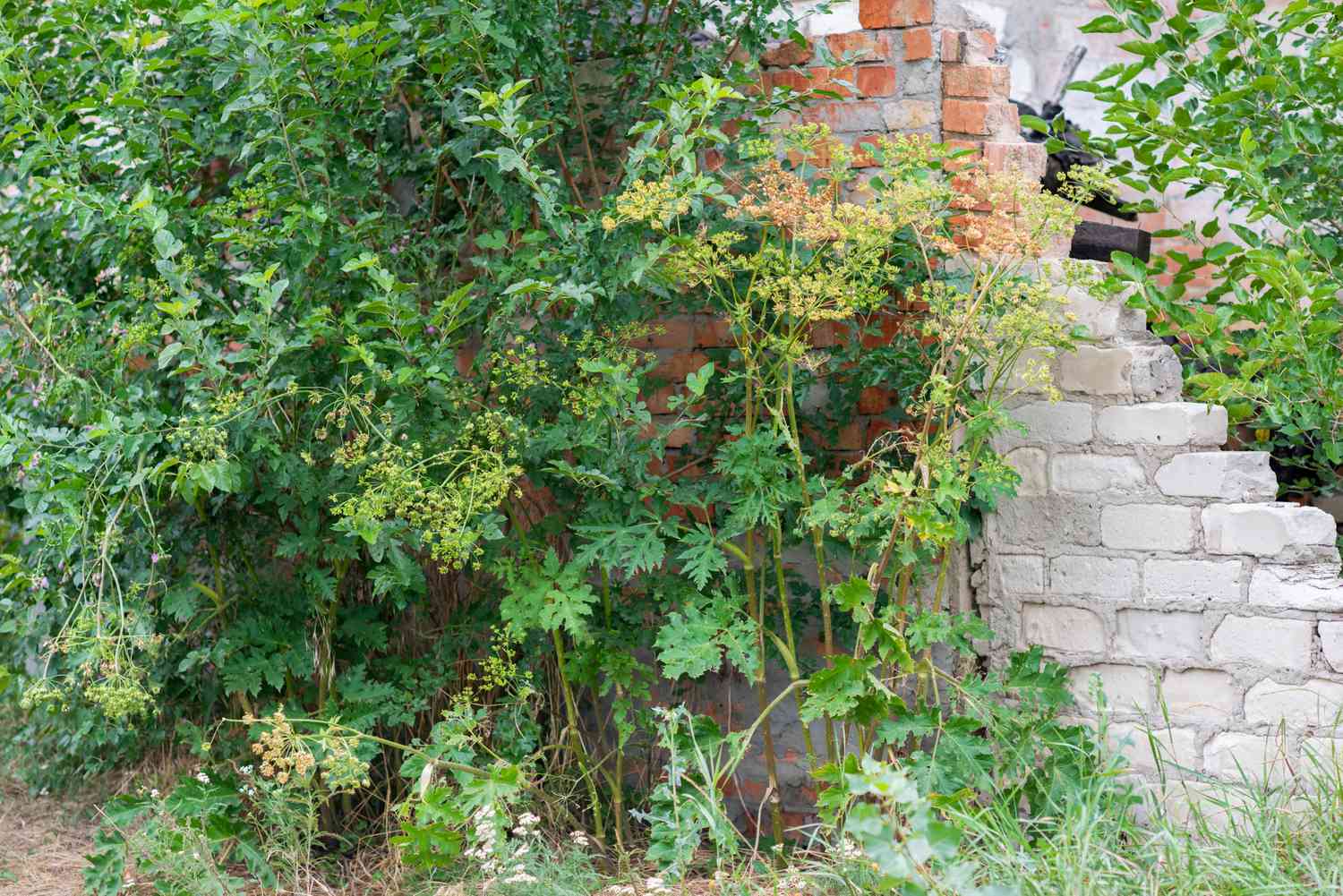 Cómo identificar y eliminar la Hogweed gigante