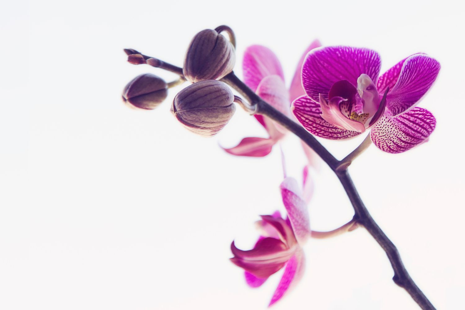 Nahaufnahme von rosa-violetten Orchideen vor weißem Hintergrund