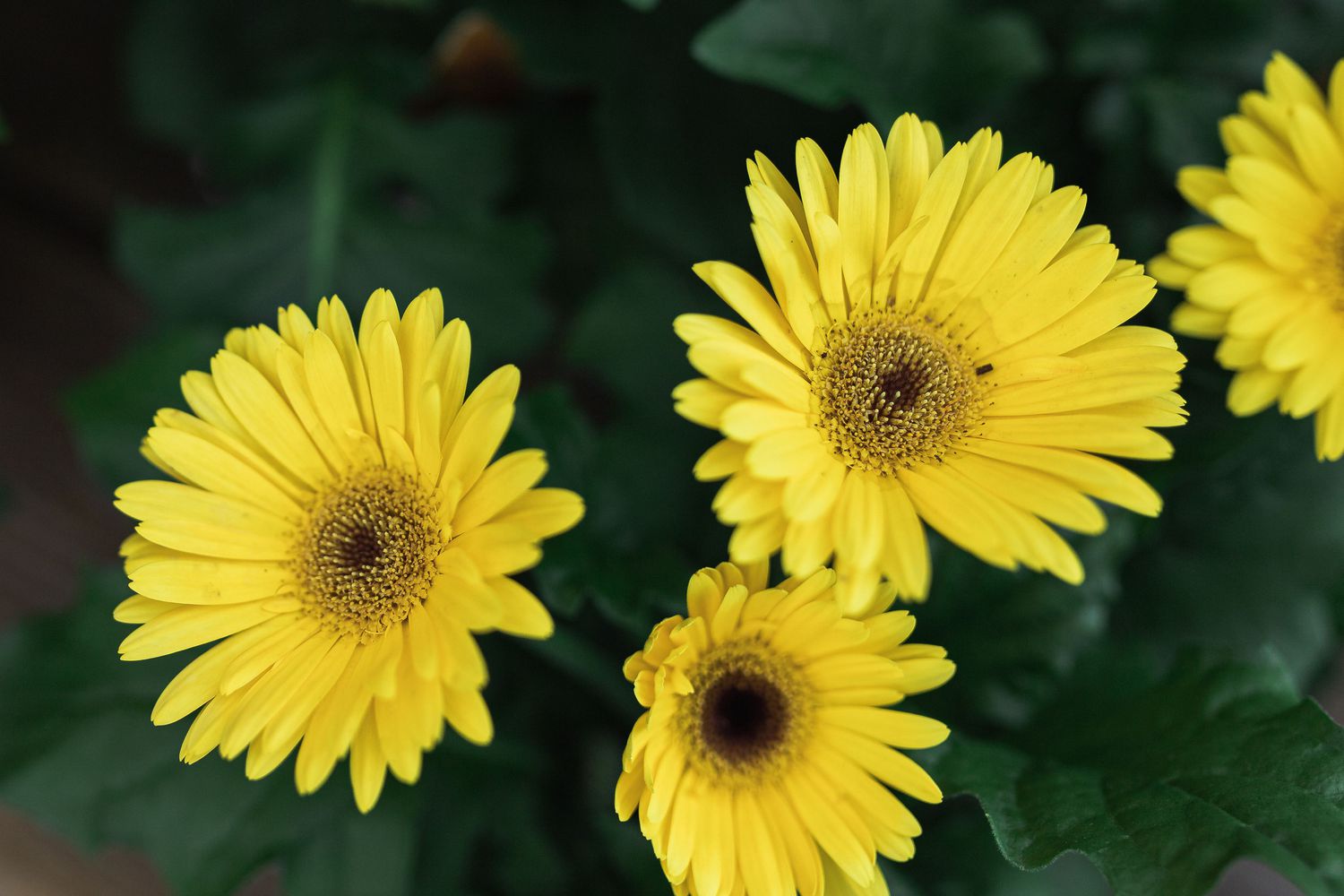 Gelbe Gänseblümchen mit strahlenden Blütenblättern in Nahaufnahme