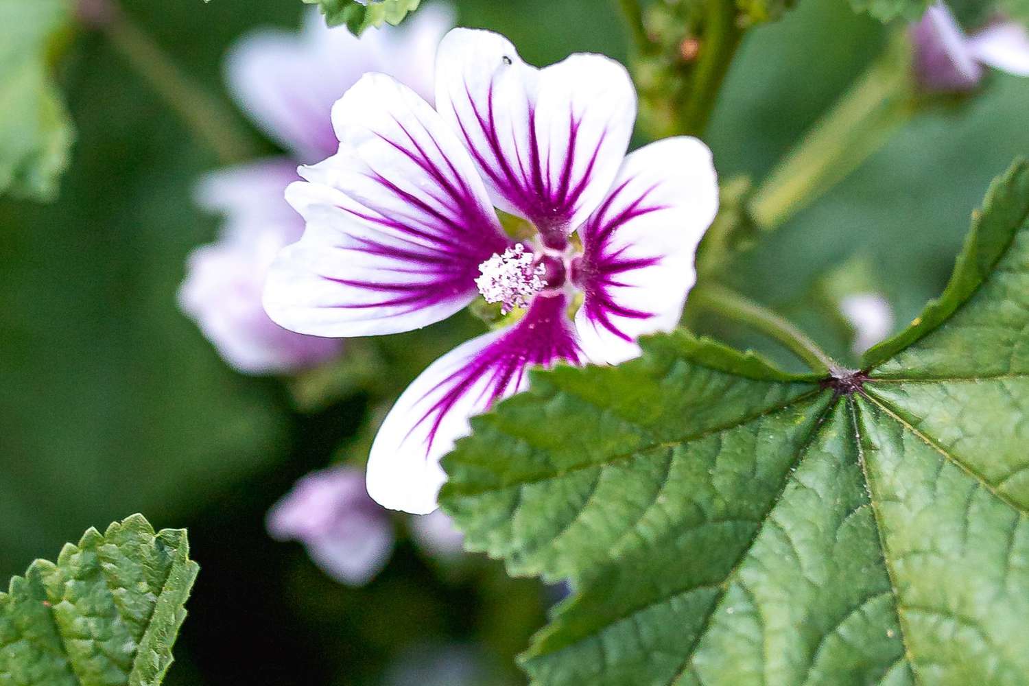 Hardy geranium