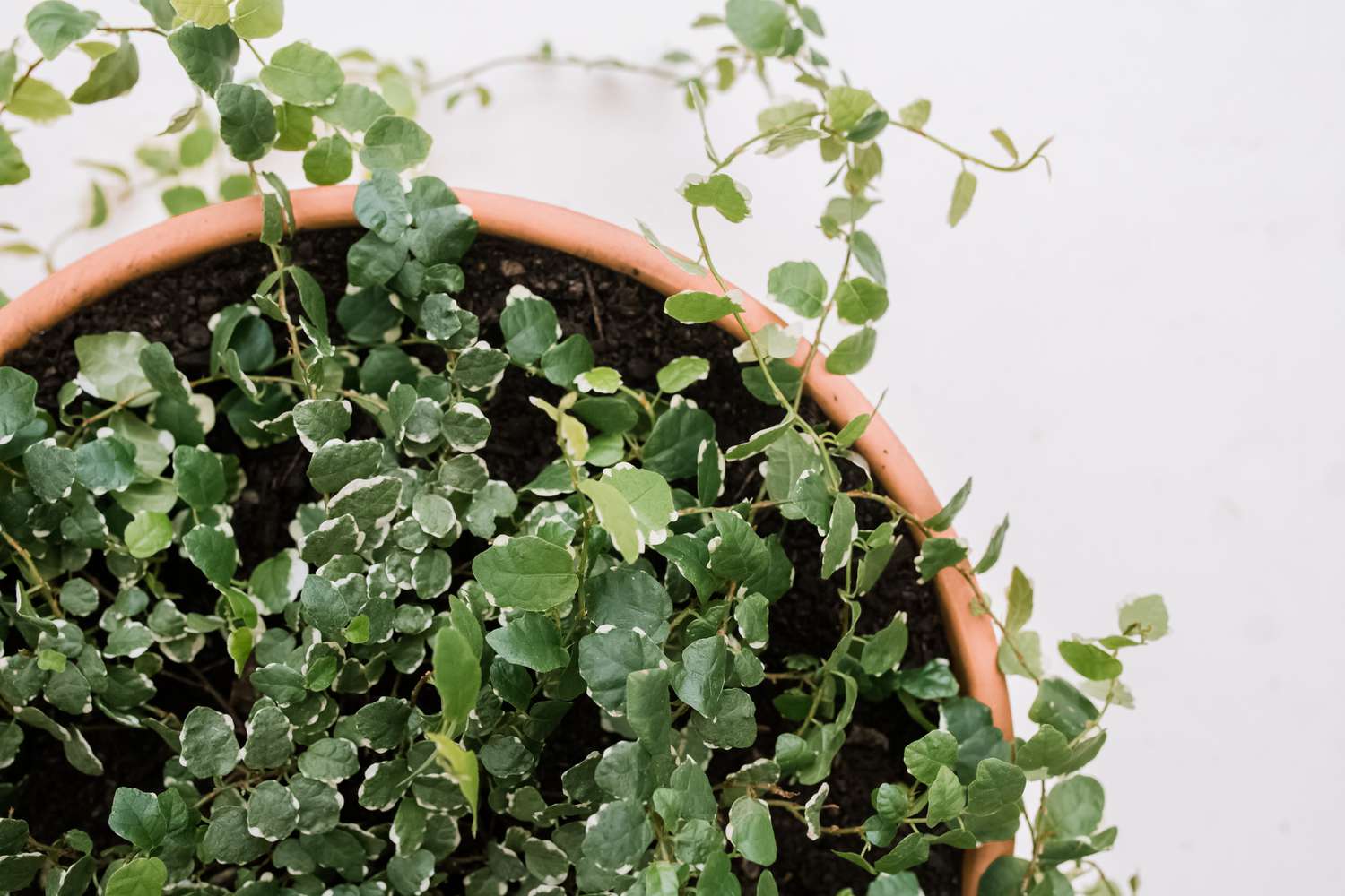 overhead shot of a creeping fig