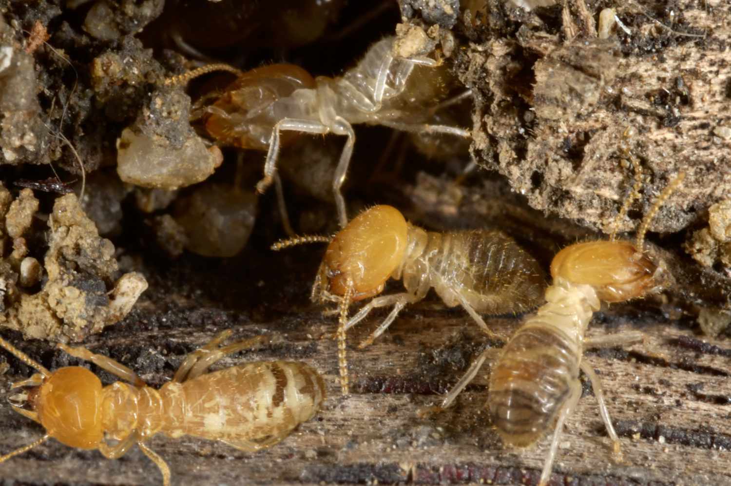 Eine Nahaufnahme von hässlichen Termiten auf der Erde