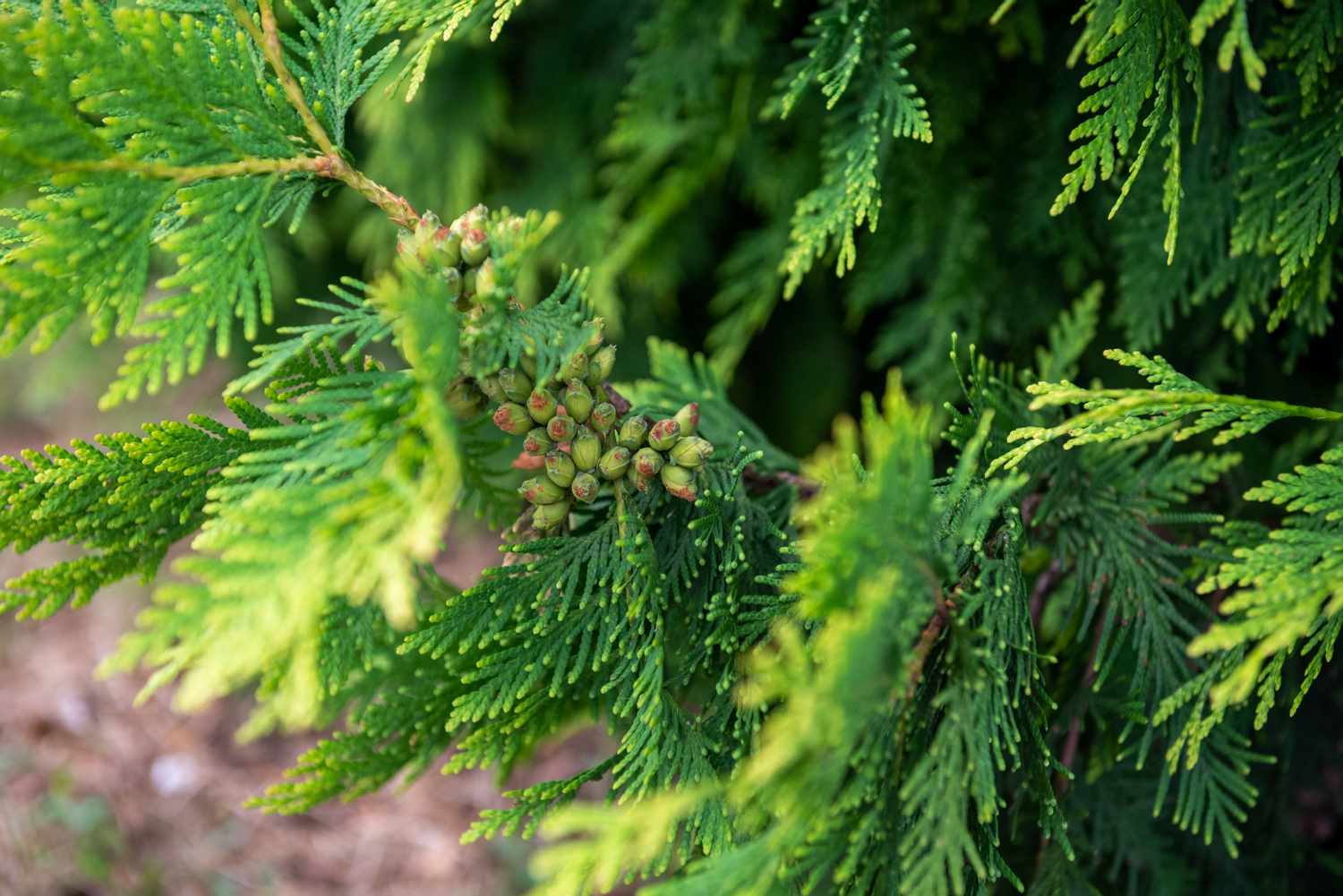 Riesige Arborvitae-Zweige mit kleinen schuppenartigen Blättern, die winzige grüne Samen umgeben