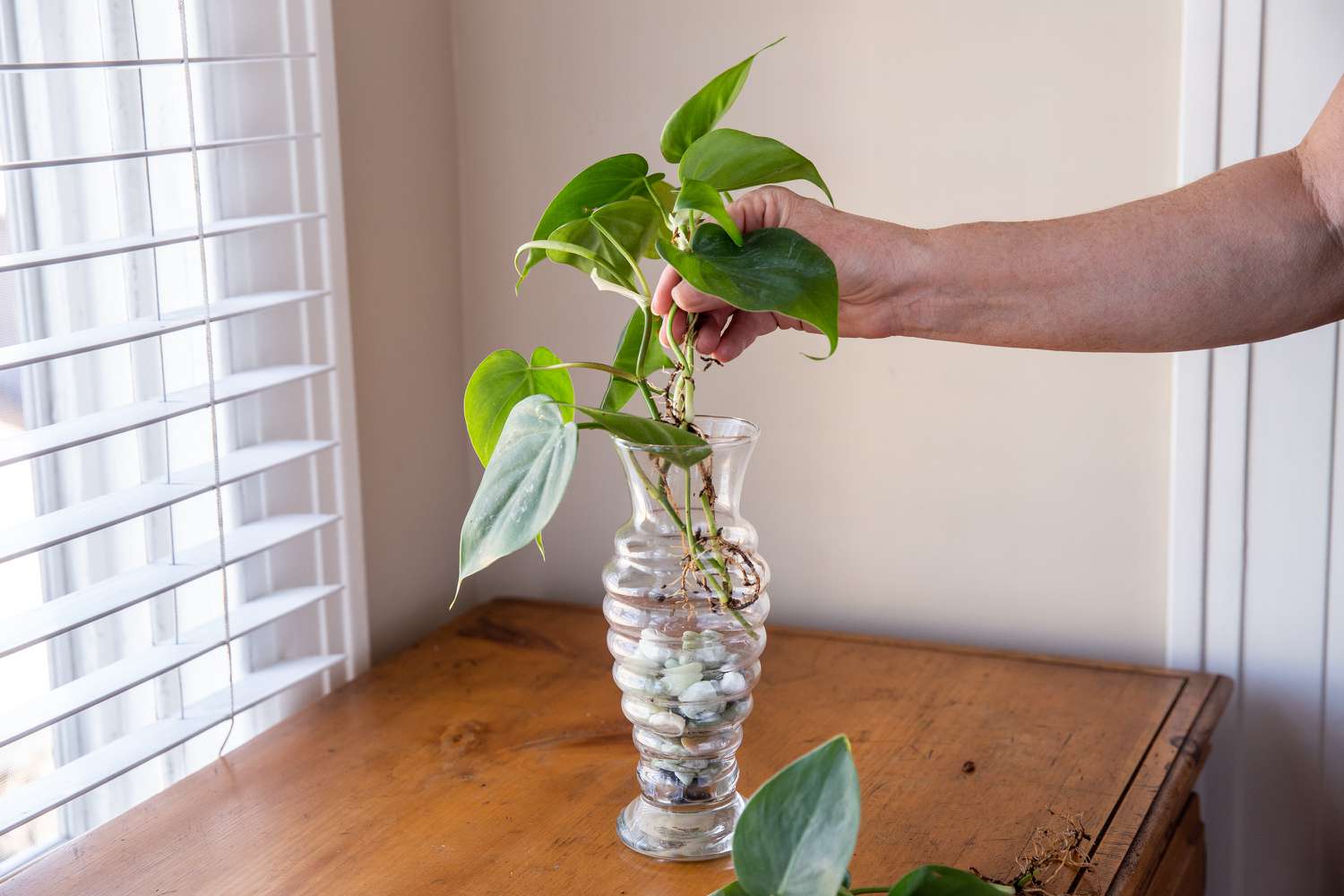 Pothos plant roots placed in glass vase for indoor water garden
