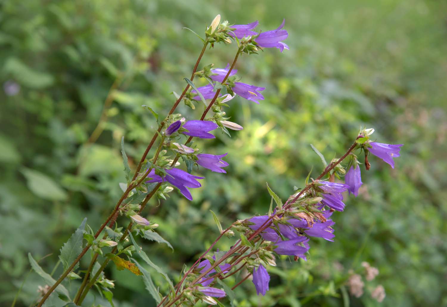 Identifizieren und Entfernen der Glockenblume