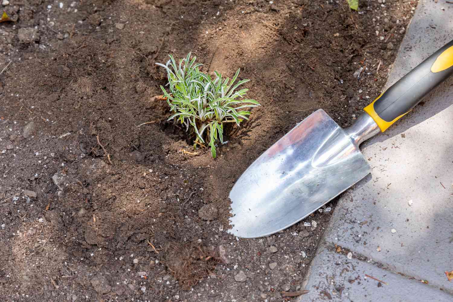 Dymondia couvre-sol planté en sol nu à côté d'une bêche et d'un trottoir