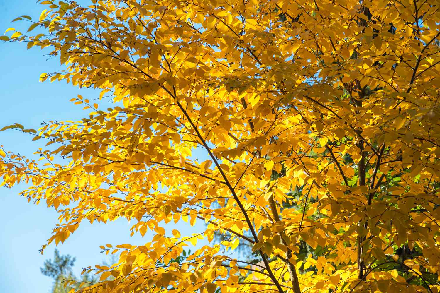 Comment cultiver et prendre soin du bouleau jaune