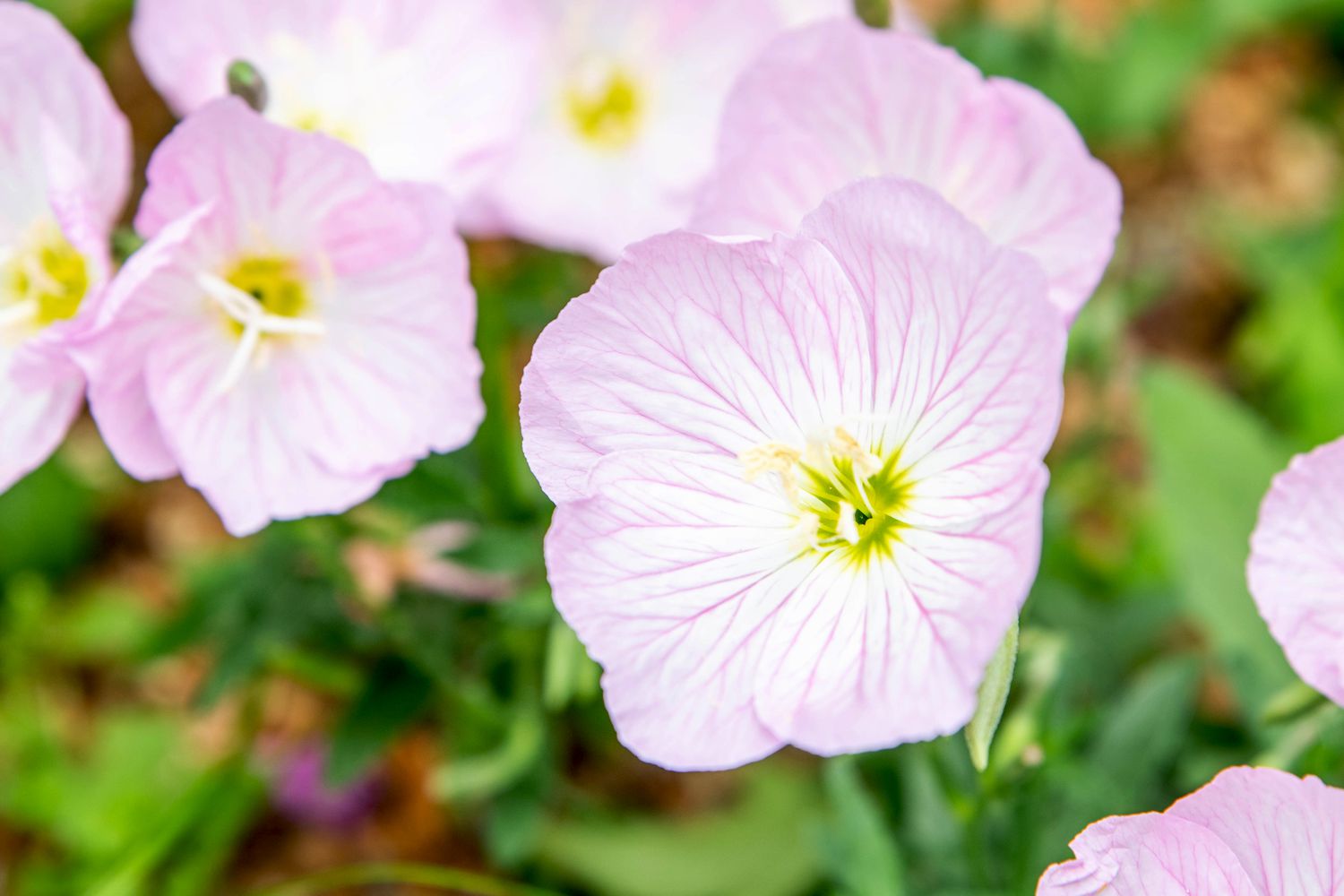 Primer plano de flores de onagra rosa con pétalos superpuestos de color rosa pálido y blanco y centros de color amarillo verdoso