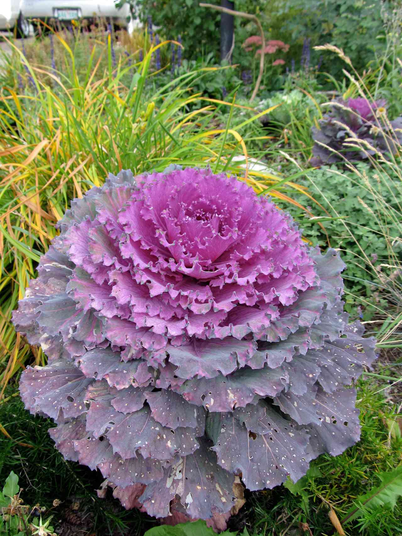 'Osaka Red' cabbage with purple foliage